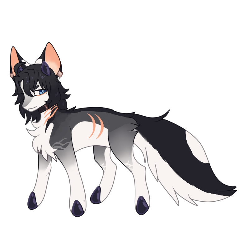 OFF-577: Tiburon